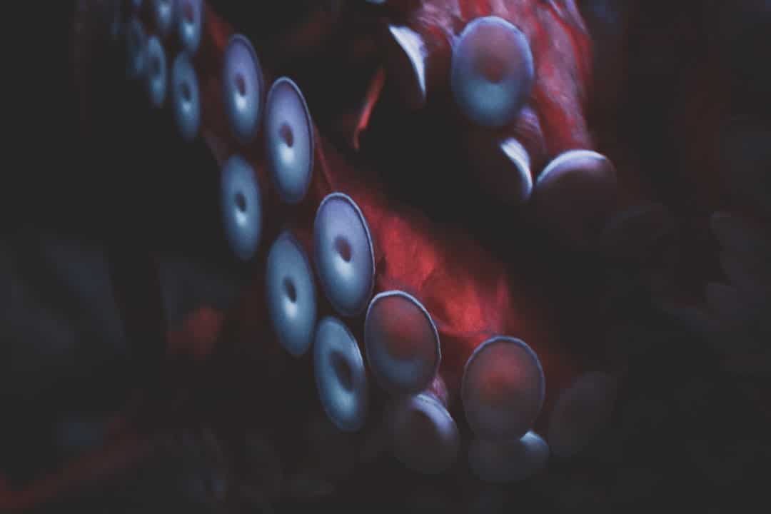 Photo Droomgefluister